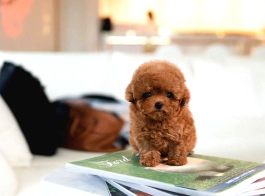 Fi̇ncan Boy Toy Poodle Bebekleri̇m görsel