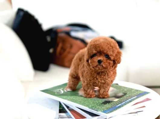 Fi̇ncan Boy Toy Poodle Bebekleri̇m görsel