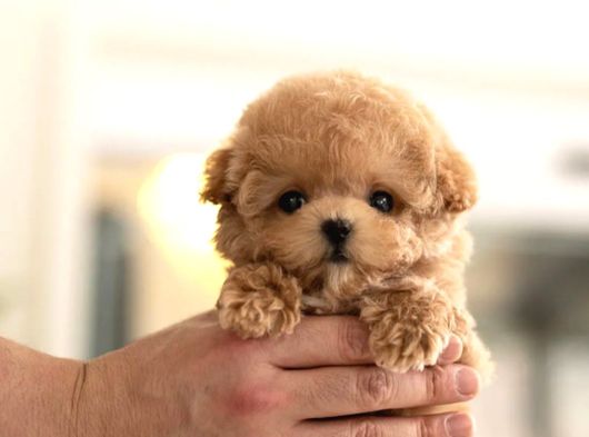 Bebek Surat Toy Poodle Bebekleri̇m görsel