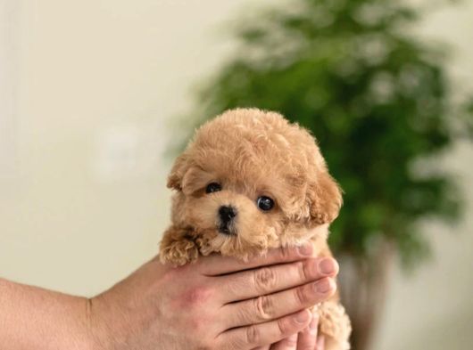 Bebek Surat Toy Poodle Bebekleri̇m görsel