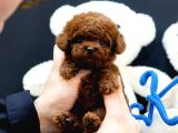Çocuklarin Mutluluğu Toy Poodle Bebekleri̇m