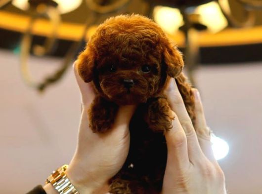 Çocuklarin Mutluluğu Toy Poodle Bebekleri̇m