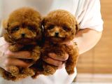 Çocuklarin Mutluluğu Toy Poodle Bebekleri̇m