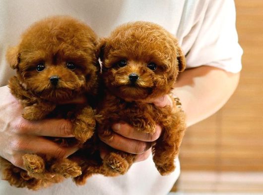 Çocuklarin Mutluluğu Toy Poodle Bebekleri̇m görsel