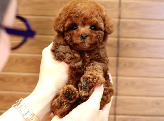 MİCRO BOY TOY POODLE İSTANBUL KAPIDA ÖDEMELİ