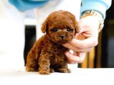 Korean Export Yurt Dişi Gri̇si̇li̇ Toy Poodle Bebekleri̇m