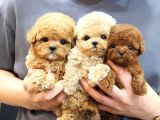 İSTANBUL KAPIDA ÖDEMELİ TOY POODLE BEBEKLERİM