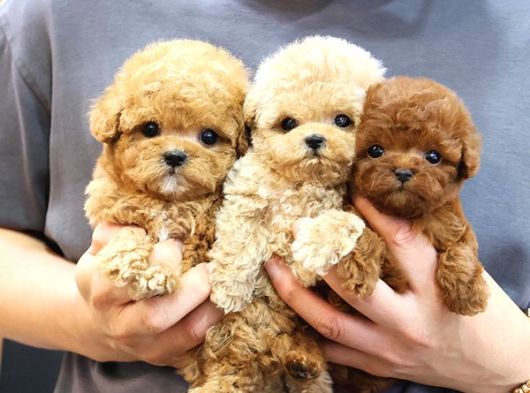 İSTANBUL KAPIDA ÖDEMELİ TOY POODLE BEBEKLERİM