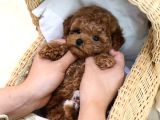Bebek Surat Toy Poodle Bebekleri̇m