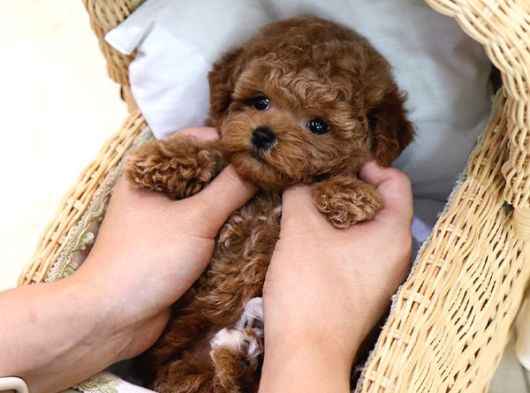 Bebek Surat Toy Poodle Bebekleri̇m görsel