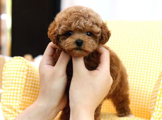 BEBEK SURAT TOY POODLE BEBEKLERİM