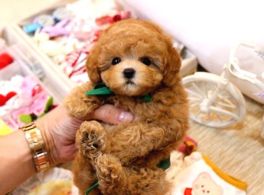 MİCRO BOY TOY POODLE BEBEKLERİM