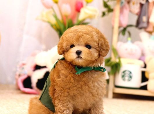 Mi̇cro Boy Toy Poodle Bebekleri̇m görsel