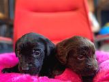 Labrador Bebeklerimiz Için Acele Edin