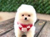 A Kalite Pomeranian Boo