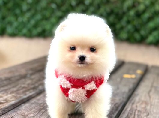 A Kalite Pomeranian Boo