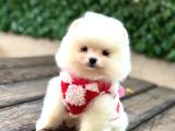 A Kalite Pomeranian Boo