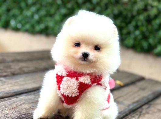 A Kalite Pomeranian Boo görsel