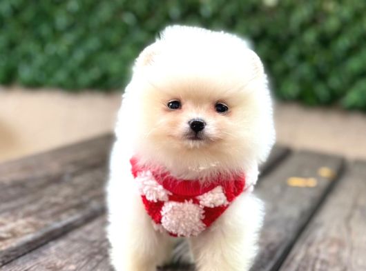 A Kalite Pomeranian Boo görsel