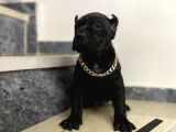 Cane corso bebekler