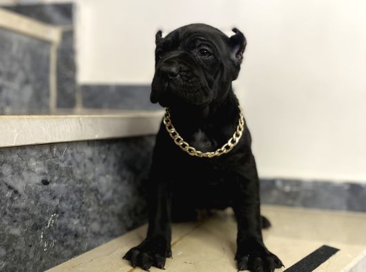 Cane Corso Bebekler