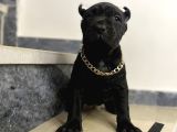 Cane Corso Bebekler