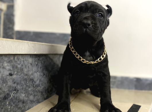 Cane Corso Bebekler görsel