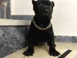 Cane Corso Bebekler