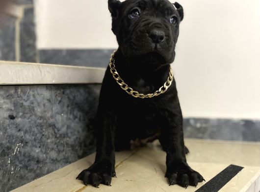 Cane Corso Bebekler görsel