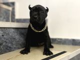 Cane Corso Bebekler