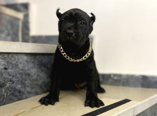Cane Corso Bebekler görsel