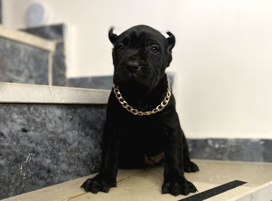 Cane Corso Bebekler görsel