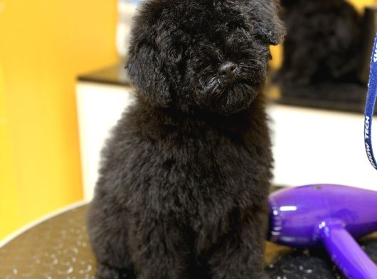 Silver Poodle Yavrular görsel