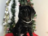 Estetikli Veya Estetiksiz Cane Corso Bebekler
