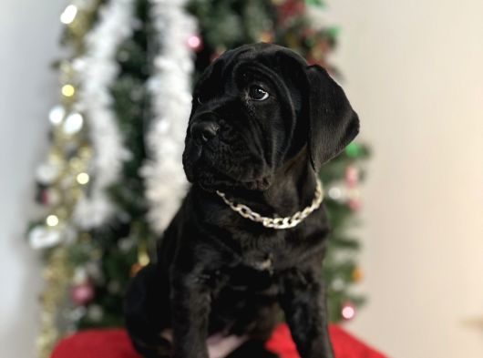 Estetikli Veya Estetiksiz Cane Corso Bebekler görsel