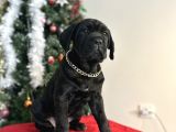 Estetikli veya estetiksiz cane corso bebekler