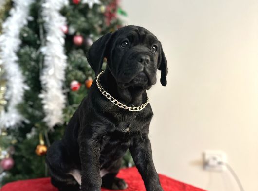 Estetikli Veya Estetiksiz Cane Corso Bebekler