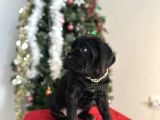 Estetikli Veya Estetiksiz Cane Corso Bebekler