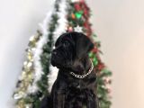 Estetikli Veya Estetiksiz Cane Corso Bebekler