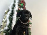 Estetikli Veya Estetiksiz Cane Corso Bebekler