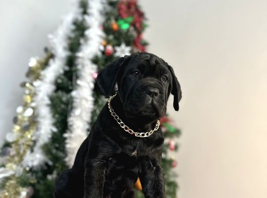 Estetikli Veya Estetiksiz Cane Corso Bebekler görsel