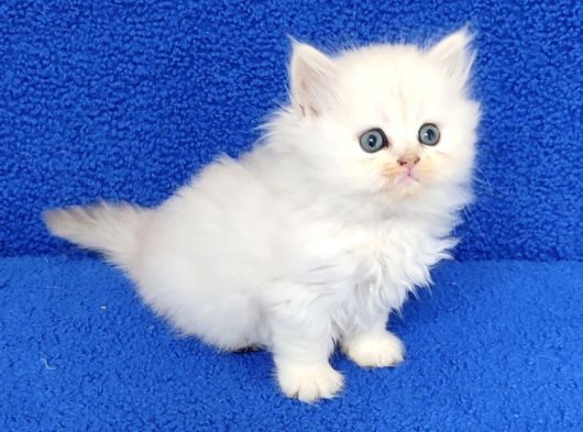 Si̇lwer Bri̇ti̇sh Longhai̇r Mükemmelli̇k görsel