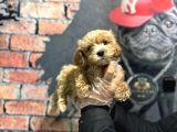 DÜNYA TATLISI MALTİPOO BEBEK