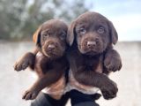 RENGİNE AŞIK OLACAKSINIZ CHOCOLATE LABRADOR RETRIEVER