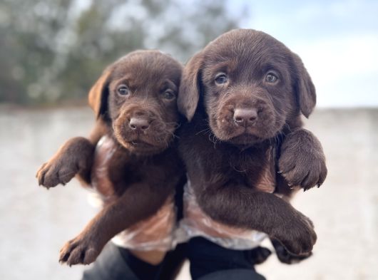 Rengi̇ne Aşik Olacaksiniz Chocolate Labrador Retriever