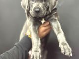 Devasa Cane Corso Yavrumuz Üst Kali̇te