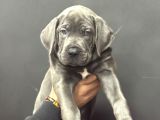 Devasa Cane Corso Yavrumuz Üst Kali̇te