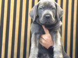 DEVASA CANE CORSO YAVRUMUZ ÜST KALİTE