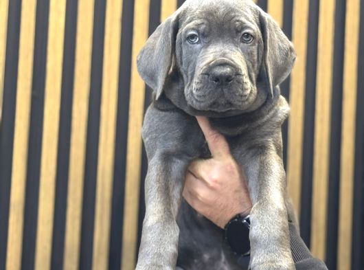 Devasa Cane Corso Yavrumuz Üst Kali̇te