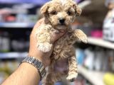 Tüy dökmeyen koku yapmayan maltipoo yavrularımız